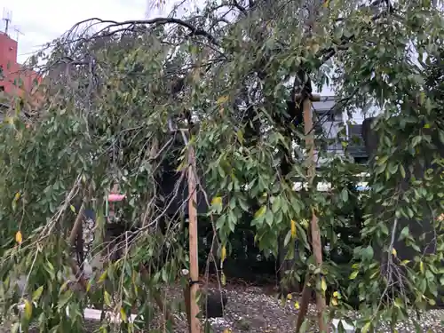 尾久八幡神社の自然