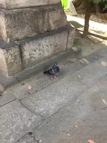 三輪神社の動物