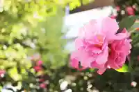 くまくま神社(導きの社 熊野町熊野神社)の自然