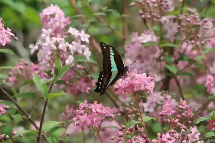 沙沙貴神社の自然