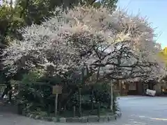 熱田神宮の自然