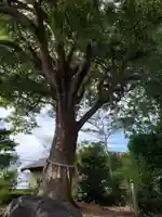 大清水神社の自然