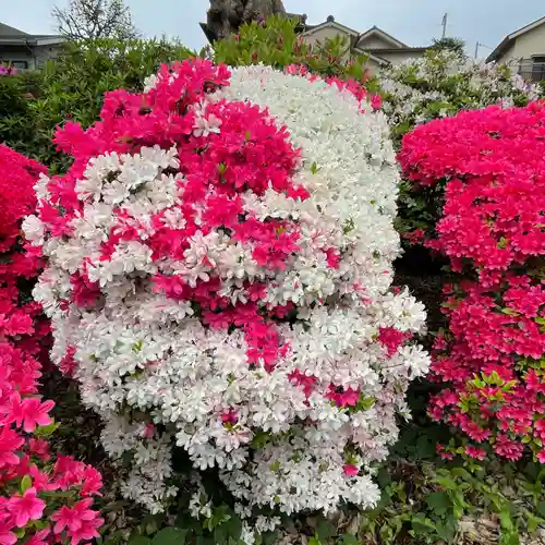 根津神社の自然