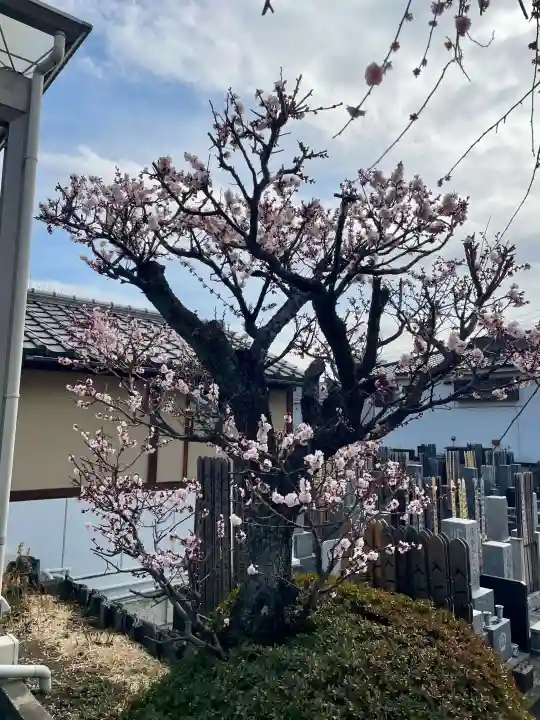 法蔵寺の{uncategorized: "未分類", other: "その他", undefined: "問題あり", building: "その他建物", grave: "お墓", sacred_gate: "鳥居", guardian: "狛犬", statue: "像", buddha: "仏像", history: "歴史", nature: "自然", garden: "庭園", animal: "動物", pagoda: "塔", temizu: "手水舎", mountain_gate: "山門・神門", sanctuary: "本殿・本堂", subordinate: "末社・摂社", art: "芸術", scenery: "景色", jizo: "地蔵", ema: "絵馬", goshuin: "御朱印", omikuji: "おみくじ", items: "授与品その他", amulet: "お守り", goshuincho: "御朱印帳", eats: "食事", festival: "お祭り", votive_dance: "神楽", shichigosan: "七五三参", wedding: "結婚式", experience: "体験その他", initially: "初詣", around: "周辺", anti_infection: "感染症対策"}
