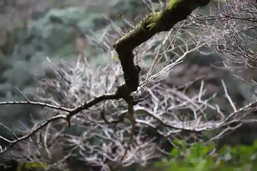 霊光寺の自然