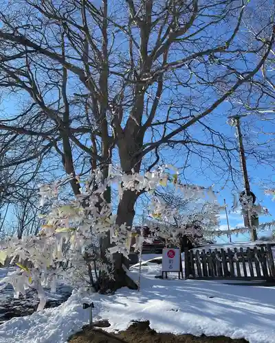 釧路一之宮 厳島神社のおみくじ