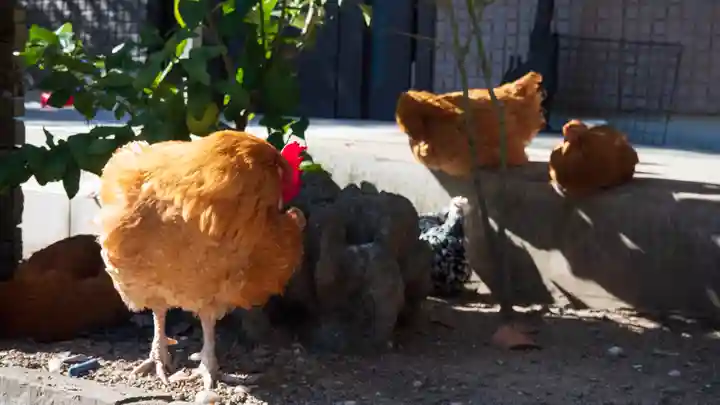 松森天満宮(長崎県)