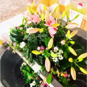 彌彦神社 (伊夜日子神社)の手水舎(2024年08月18日(日) 09時27分38秒投稿)