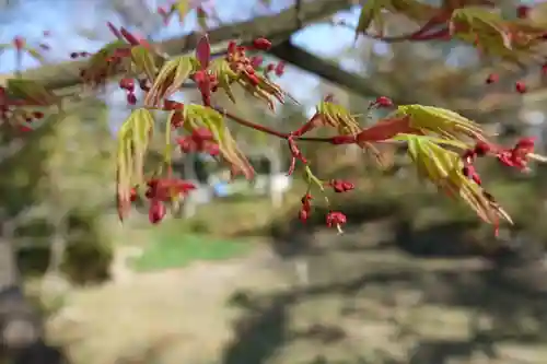 佐太神社(佐太天神宮)の自然