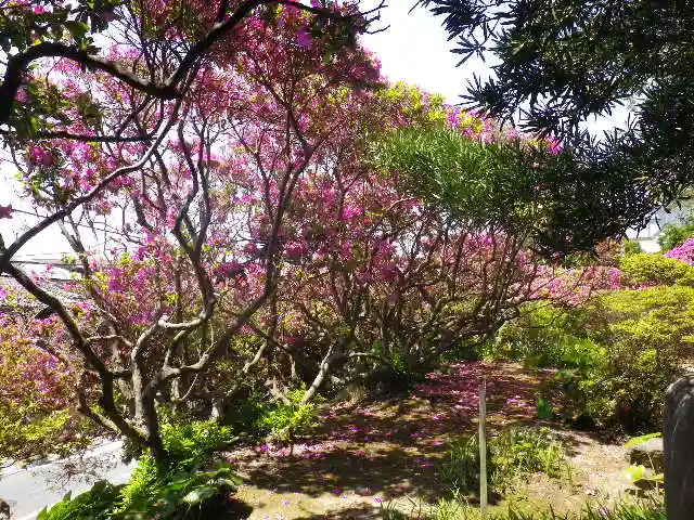 安養院 (田代寺)の自然