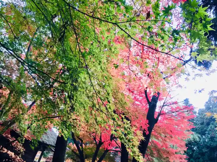 中尊寺本堂の自然