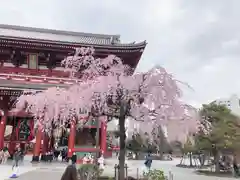 浅草寺の自然