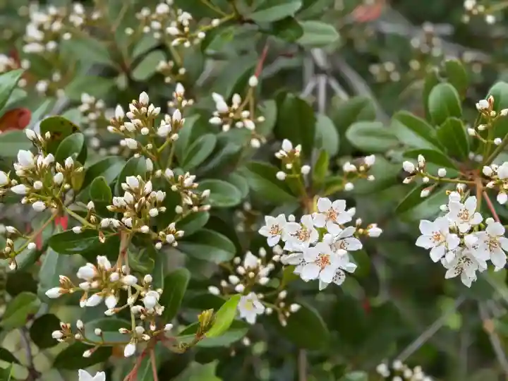 白水阿弥陀堂の自然