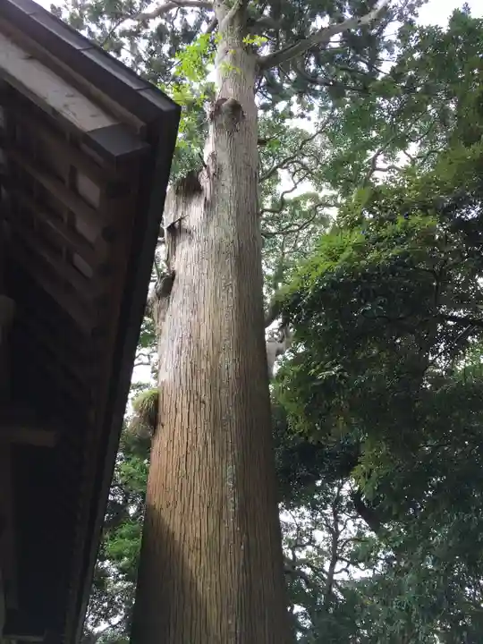 莫越山神社の自然