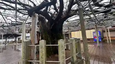 大歳神社の自然