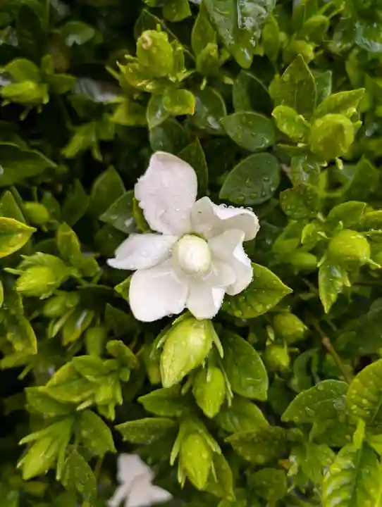 十寄神社(東京都)