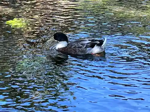 富士山本宮浅間大社(静岡県)