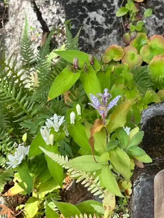 覚性律庵の自然