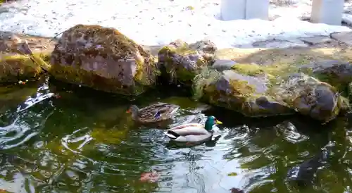 北海道護國神社の動物