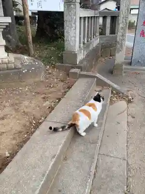 間々田八幡宮(栃木県)