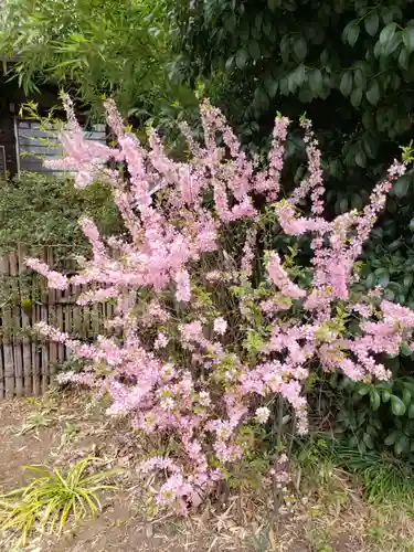 鷺宮八幡神社の自然