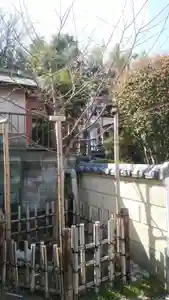 浄土宗 光明山 大蓮寺(照曜会館)の自然(2020年03月18日(水) 18時36分26秒投稿)