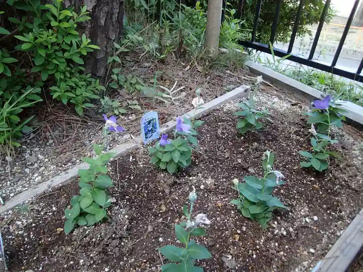 晴明神社(清明山)の自然