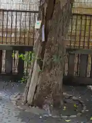 被官稲荷神社の自然