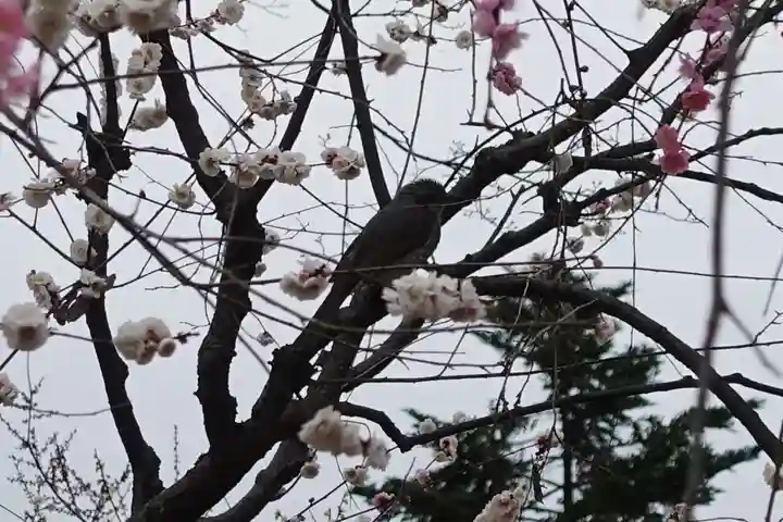 北野天満宮の動物