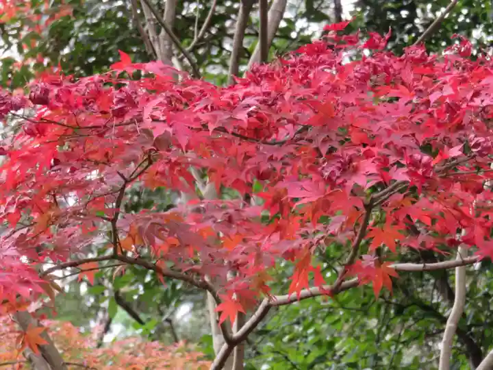 園城寺(三井寺)の自然