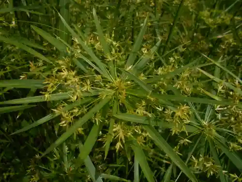 極楽寺（霊鷲山感應院極楽律寺）の自然