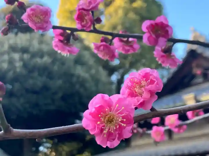 大國魂神社(東京都)