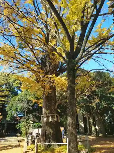 赤坂氷川神社(東京都)