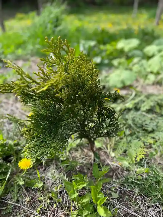 🌸乙部八幡神社(北海道)