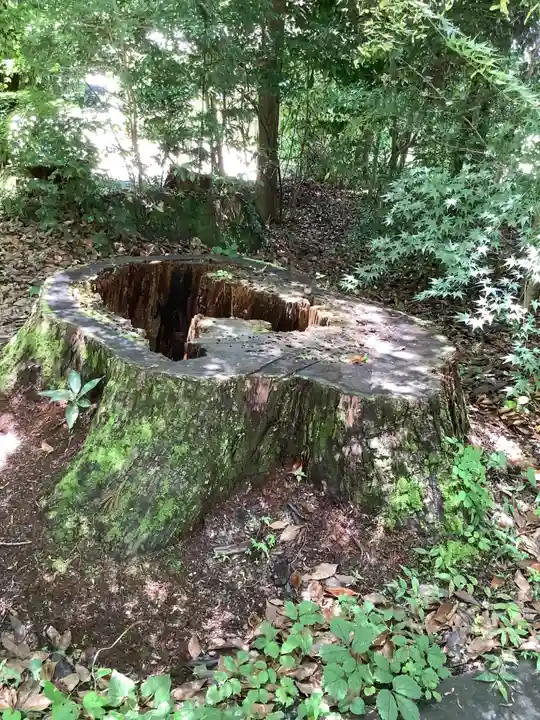 猿投神社の自然
