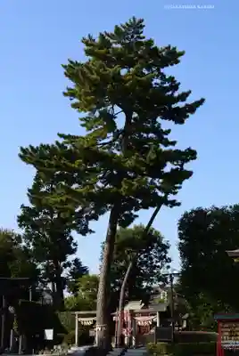 中野沼袋氷川神社(東京都)