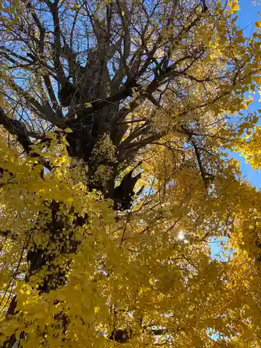 飛木稲荷神社の自然