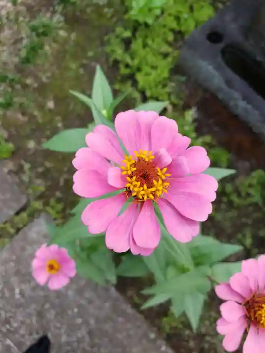 大円寺(東京都)