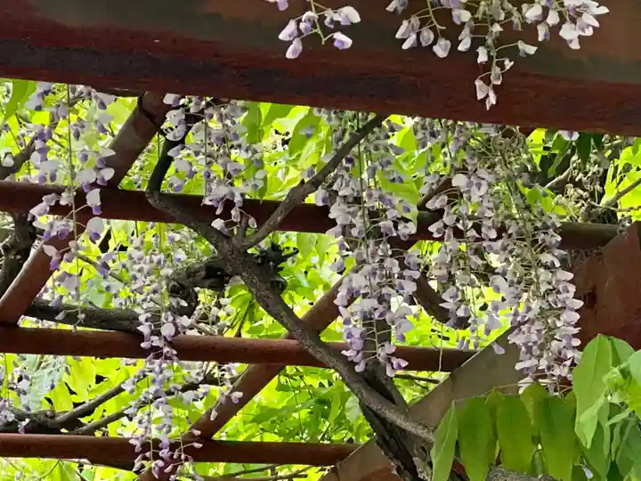 安井金比羅宮の自然