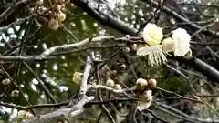 新井天神北野神社の自然