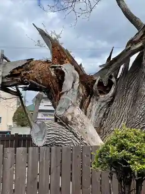 一本栗地主神社の自然