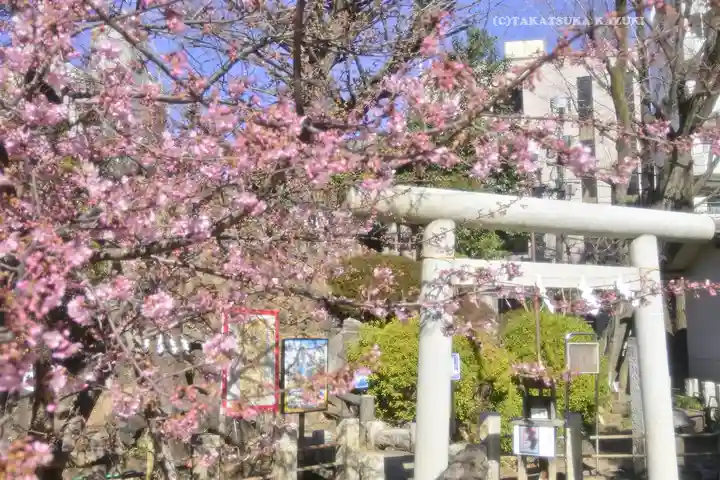 鳩森八幡神社の自然