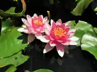 楽水亭 大龍寺(秋田県)