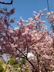 鳩森八幡神社の自然