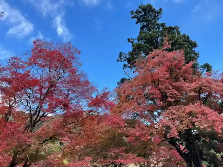 普門寺(切り絵御朱印発祥の寺)の自然