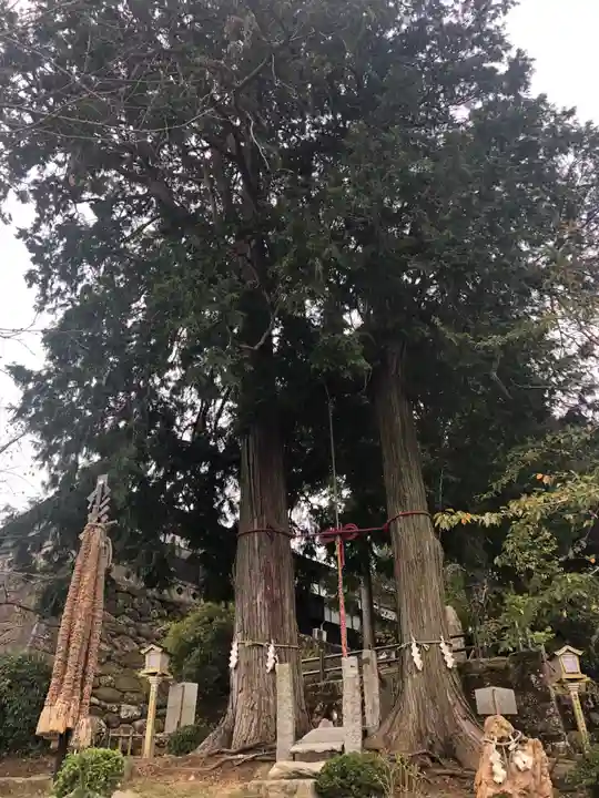 武雄神社の自然