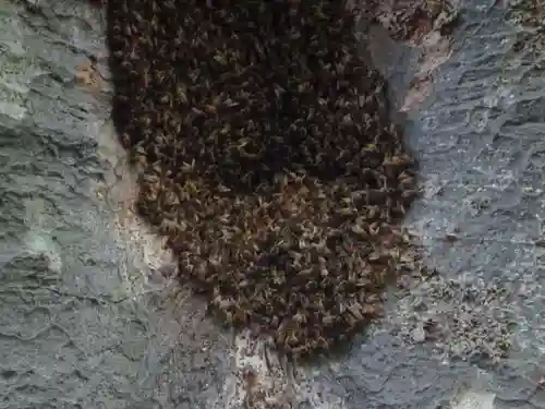 愛宕神社の動物