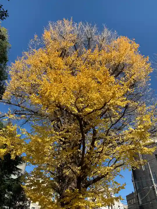 鳩森八幡神社の自然