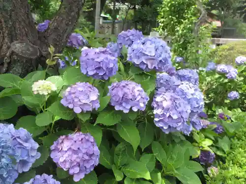 白山神社(東京都)
