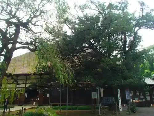 茂林寺の庭園